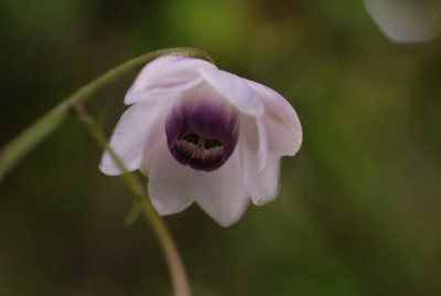 Anemonopsis-180707-k.jpg