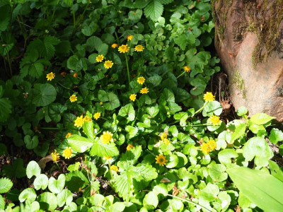 Ranunculus ficaria Collarette P4240002.JPG