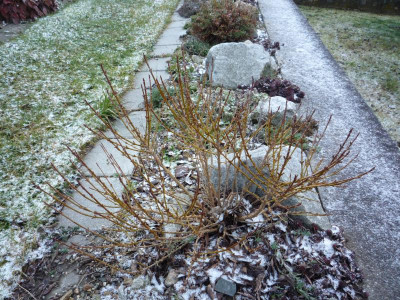 Forsythia viridissima_Bronxensis_05.02.2020.JPG