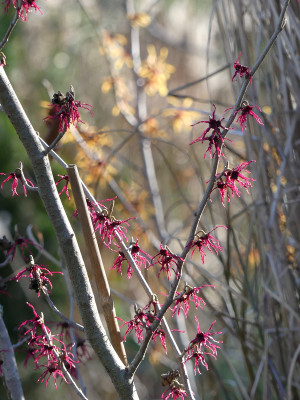2020-02-05 Gartenimpressionen 1.jpg