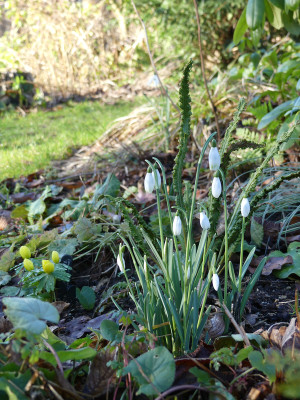 2020-02-05 Gartenimpressionen 7.jpg