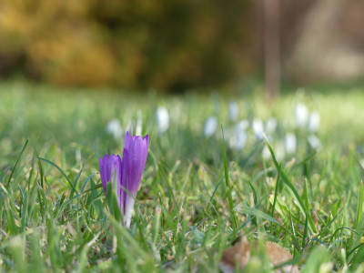 2020-02-05 Gartenimpressionen 9.jpg