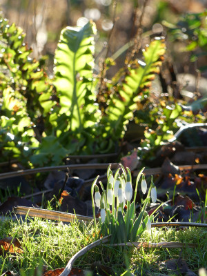 2020-02-05 Gartenimpressionen 10.jpg