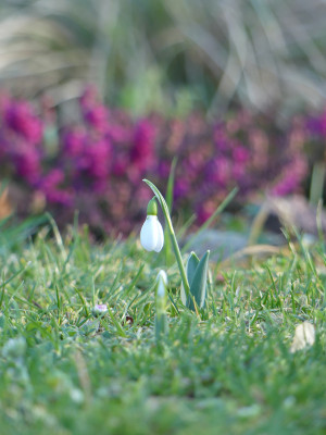 2020-02-05 Gartenimpressionen 14.jpg