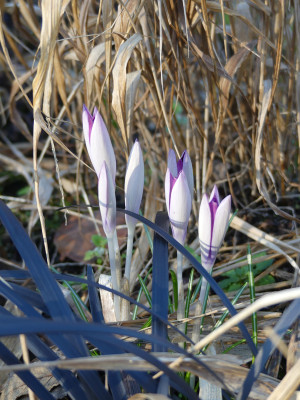 2020-02-05 Gartenimpressionen 15.jpg