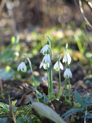 2020-02-05 Galanthus 'Trumps' 1.jpg