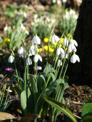 2020-02-05 Galanthus elwesii 1.jpg
