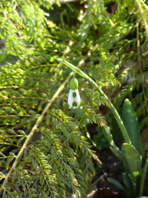 2020-02-05 Galanthus 'Lucy' 2.jpg