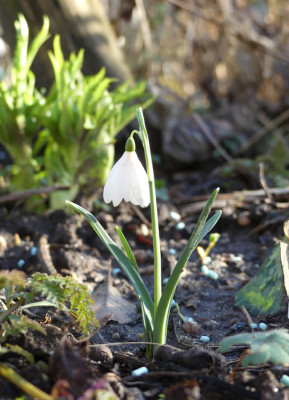 2020-02-05 Galanthus 'Moreton Mill' 1.jpg
