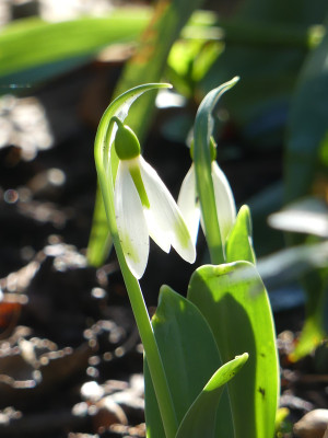 2020-02-05 Galanthus 'Moyas Green' 2.jpg