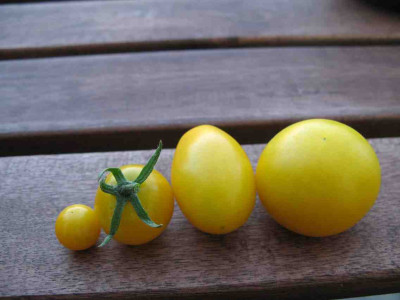 Tomaten_2007_032.jpg