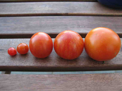 Tomaten_2007_034.jpg