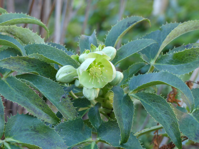 2020-02-05 Helleborus argutifolius 1.jpg