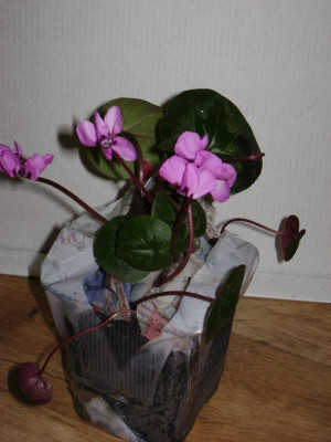 DSC03244.JPG