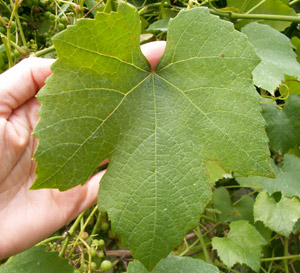 weinblatt.jpg