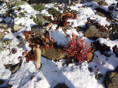 Aesculus hippocastanum monstrosa_06.02.2020.JPG