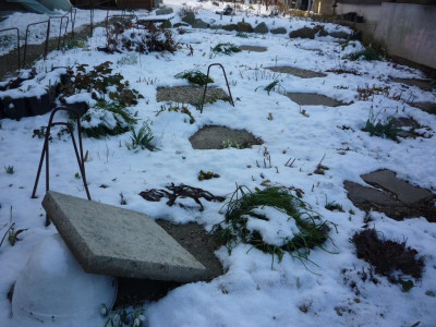 Schattenbeet mit Geophyten_06.02.2020.JPG