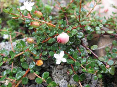 10.7.07._Myrtus_nummularia_010.JPG