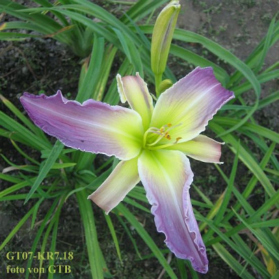 GT07-KR7.18_Trahlyta_X_H._Angel_Ice_67891.jpg