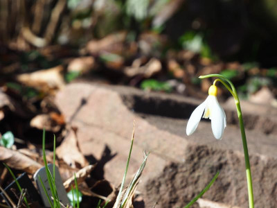 Galanthus plicatus 'Madelaine' P2050165.JPG
