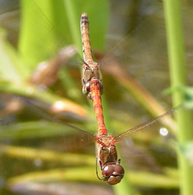 Sympetrum_vulgatum_-_Gemeine_Heidelibelle_05.jpg