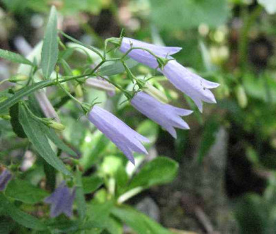 13.7.07.__Campanula_tomassiniana_001.JPG