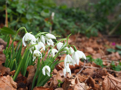 Lady Beatrix Stanley P1310116.JPG