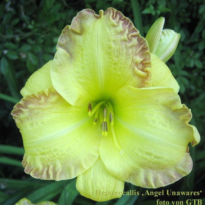 Angel_Unawares_67761.jpg
