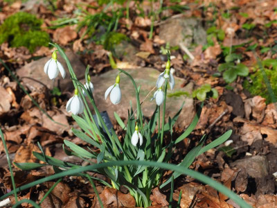 Galanthus gracilis P2050171.JPG