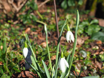 Galanthus Fanny P2050152.JPG