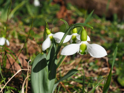 Galanthus elwesii 3 vor der Mauer P2050151.JPG