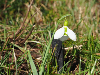 Galanthus elwesii Dickes Ding P2050149.JPG
