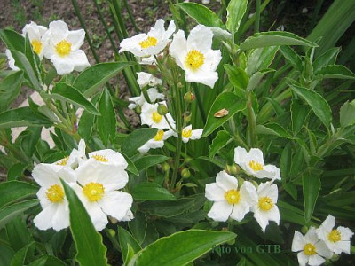 Cistus_laurifolius_54651.jpg