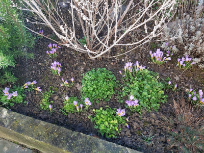krokusse.jpg