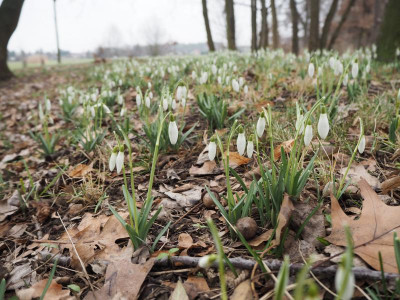 Galanthus Park 7.2.20 ue.JPG
