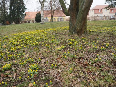 Eranthis Park 7.2.20 ue.JPG