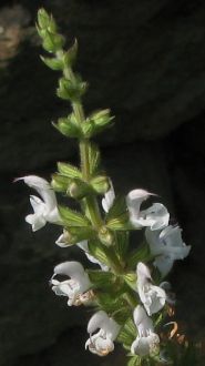 Salvia_transcaucasia_alba.jpg