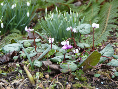2020-02-07 Cyclamen coum 1.jpg