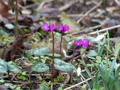 2020-02-07 Cyclamen coum 2.jpg