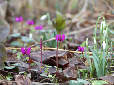 2020-02-07 Cyclamen coum 3.jpg