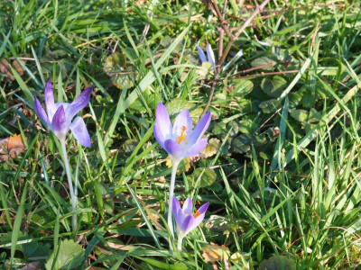 Crocus tommasinianus P2070186.JPG
