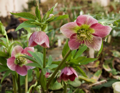 helleborus-rosa-gruenherz-7.2.20.jpg