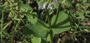 Salvia_transcaucasia_alba_02.jpg
