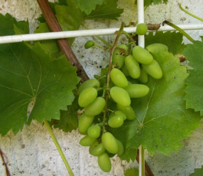 wein_hell.jpg