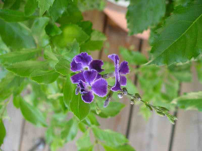 IMGP3731.JPG