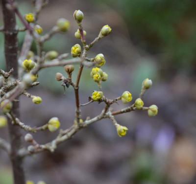 Cornus_mas-Variegata.20-1.jpg