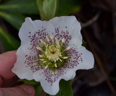Helleborus-Sämling-white-spotted.20-3.jpg