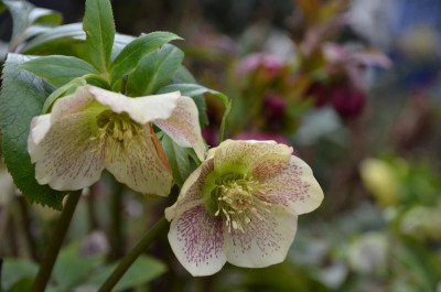 Helleborus-Sämling-creme-spotted.20-1.jpg