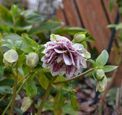 Helleborus-gefüllt-Punkte.20-1.jpg