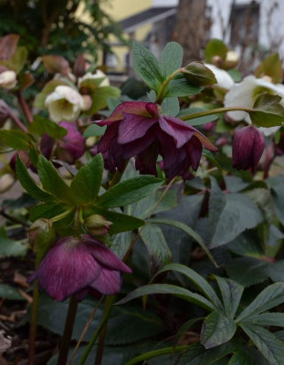 Helleborus-gefüllt-Streifen.20-3.jpg